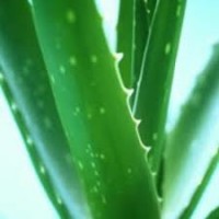 /album/aloe-vera-/imagescajsdnfh-jpg1/