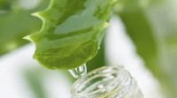 /album/aloe-vera-/imagesca82v1gz-jpg1/