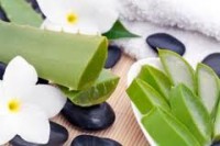 /album/aloe-vera/imagescayonnh2-jpg/
